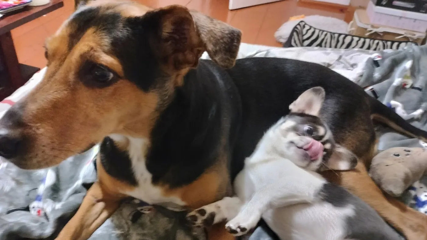 Two dogs lying on a bed, one resting its head on the other
